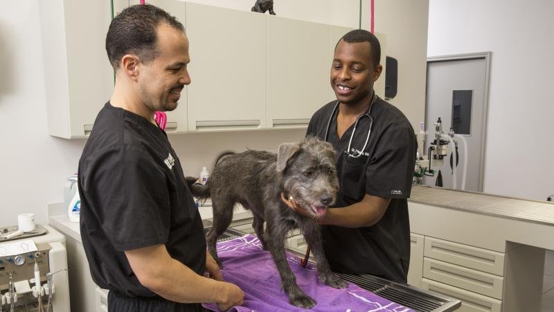 Život veterináře - Svatební blues