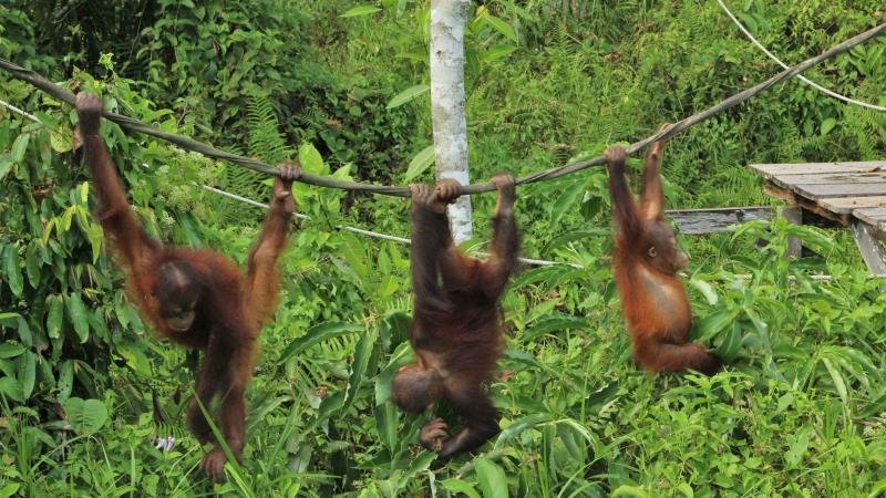 Setkání s orangutany