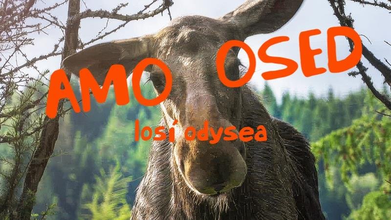 Amoosed: losí odysea