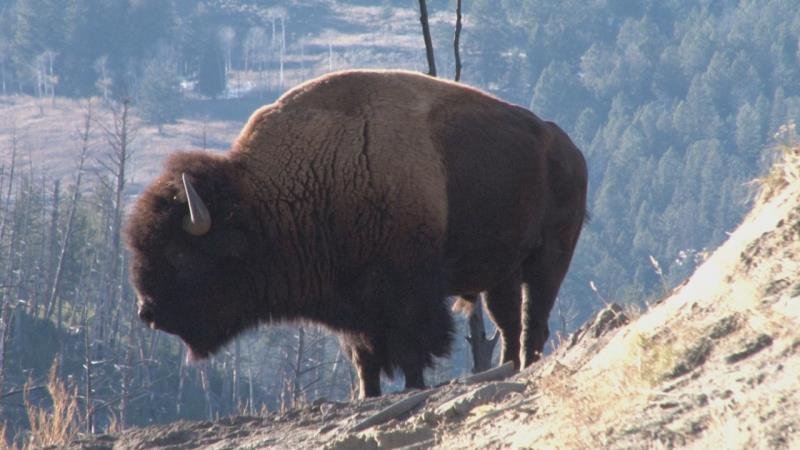 Znovuzrozená divočina Skalnatých hor: Od Yellowstonu k Yukonu