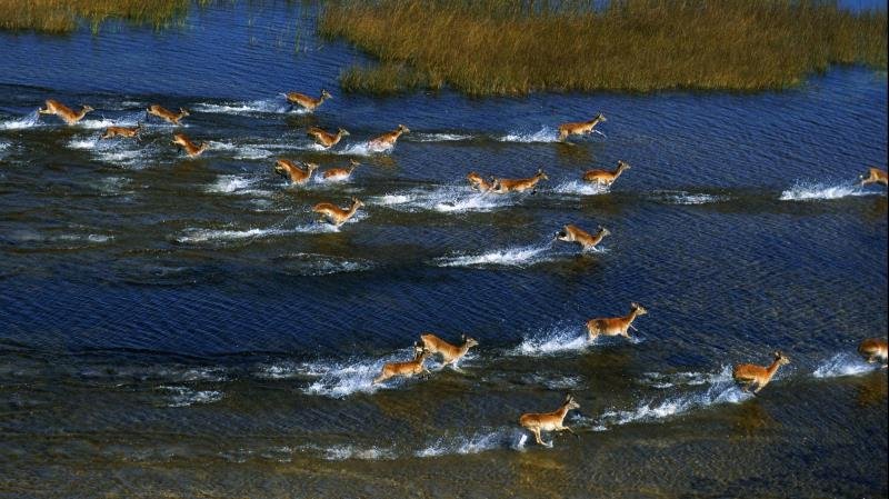 Africké Safari