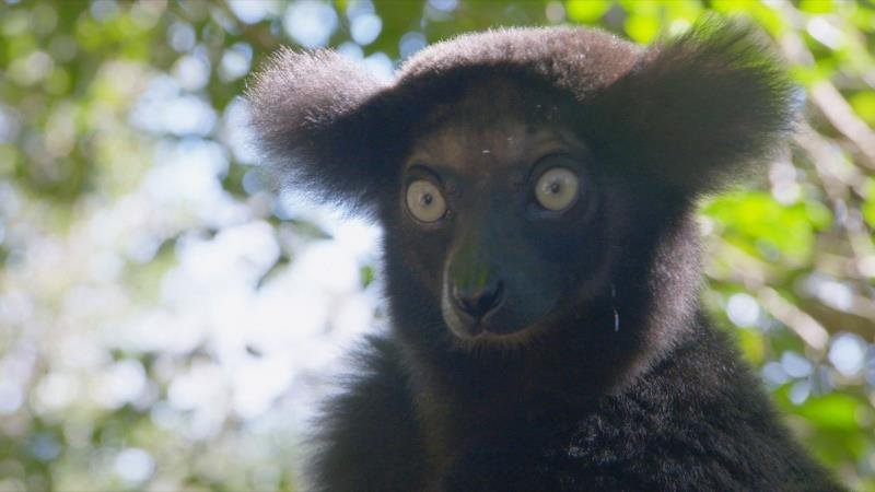 Nejpodivnější živočichové Madagaskaru - výběr - Bizarní a jedineční