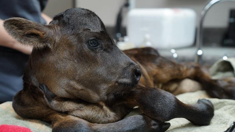 Příšerky v péči jižanských veterinářů: Plazi