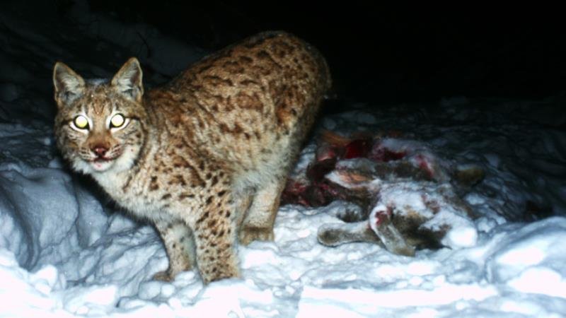 Causa Carnivora