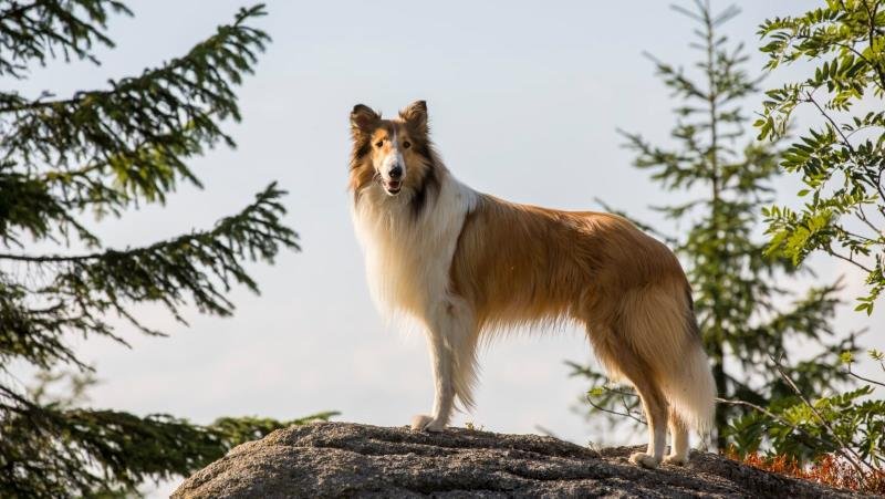 Lassie hazatér